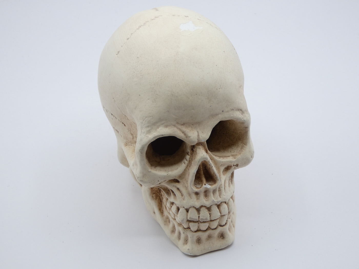 Faux Human Skull