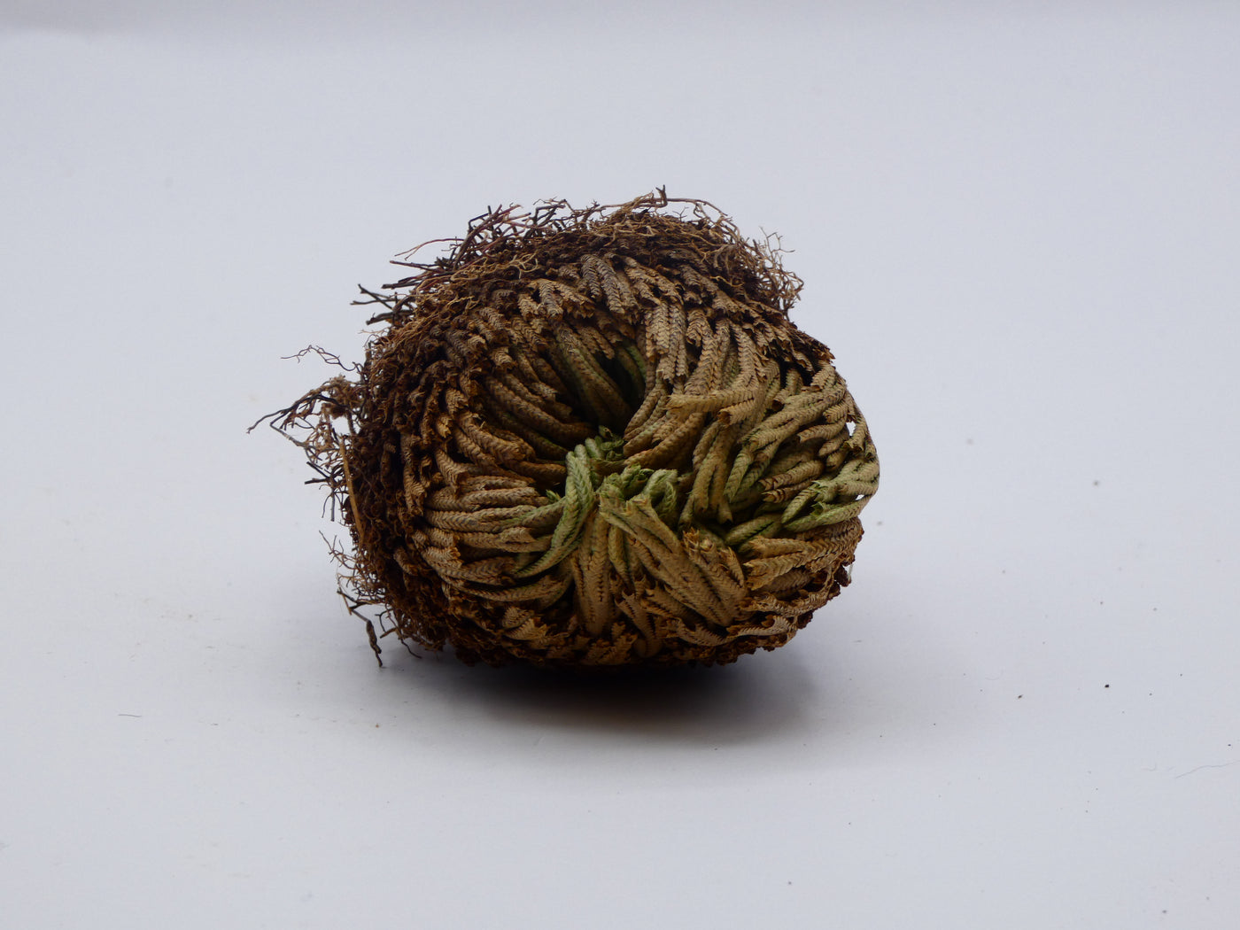 Rose Of Jericho