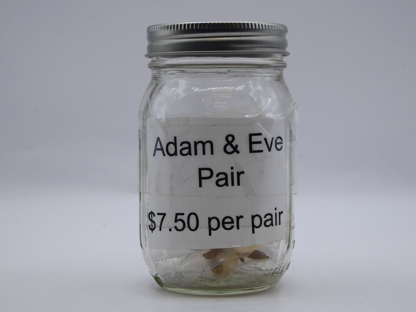 Adam & Eve Pair