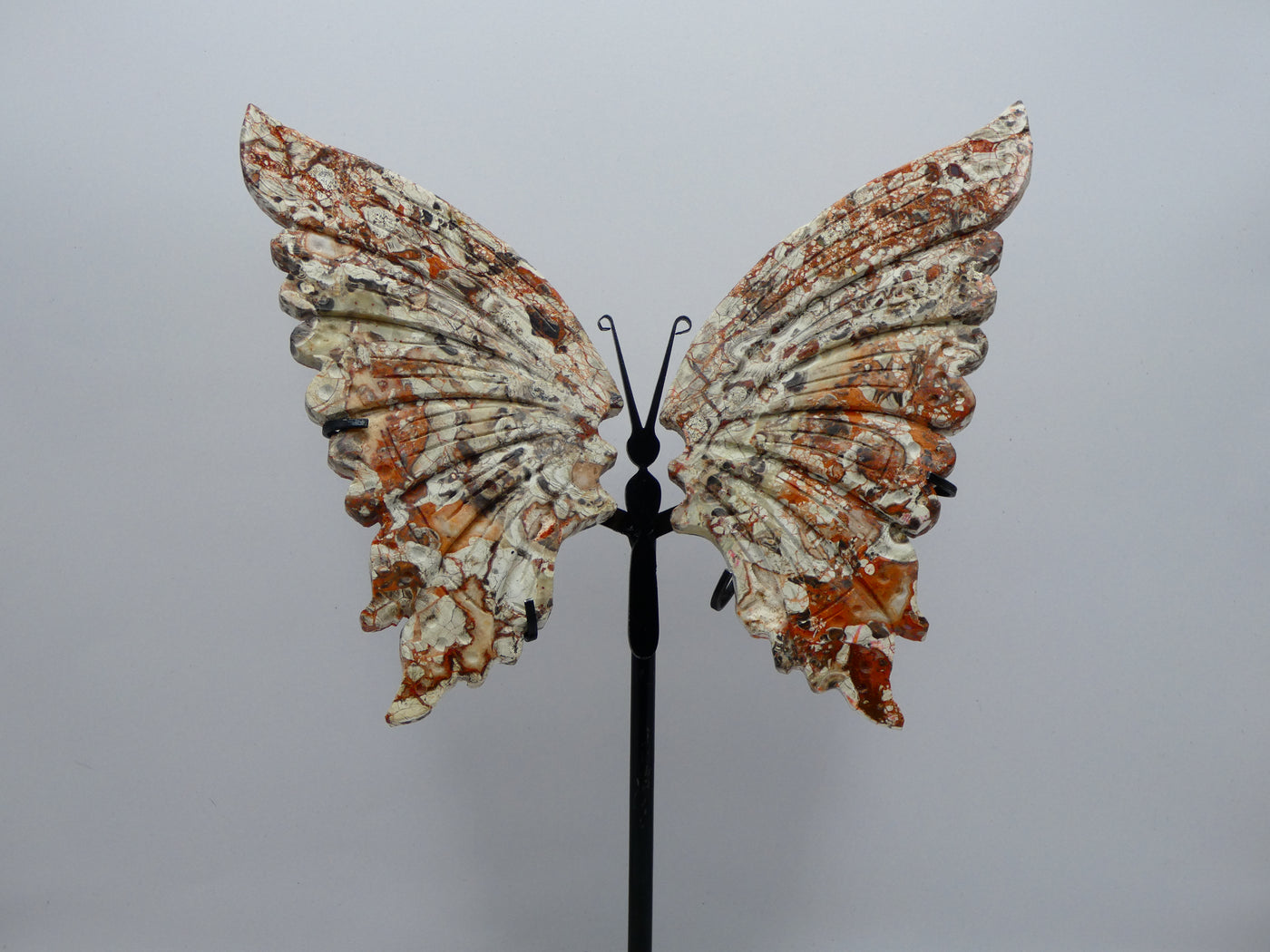 Petrified Wood Butterfly Wings