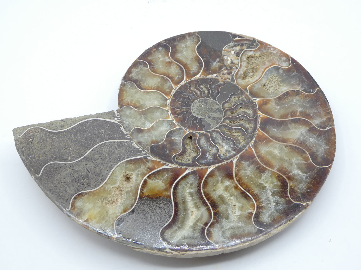 Ammonite