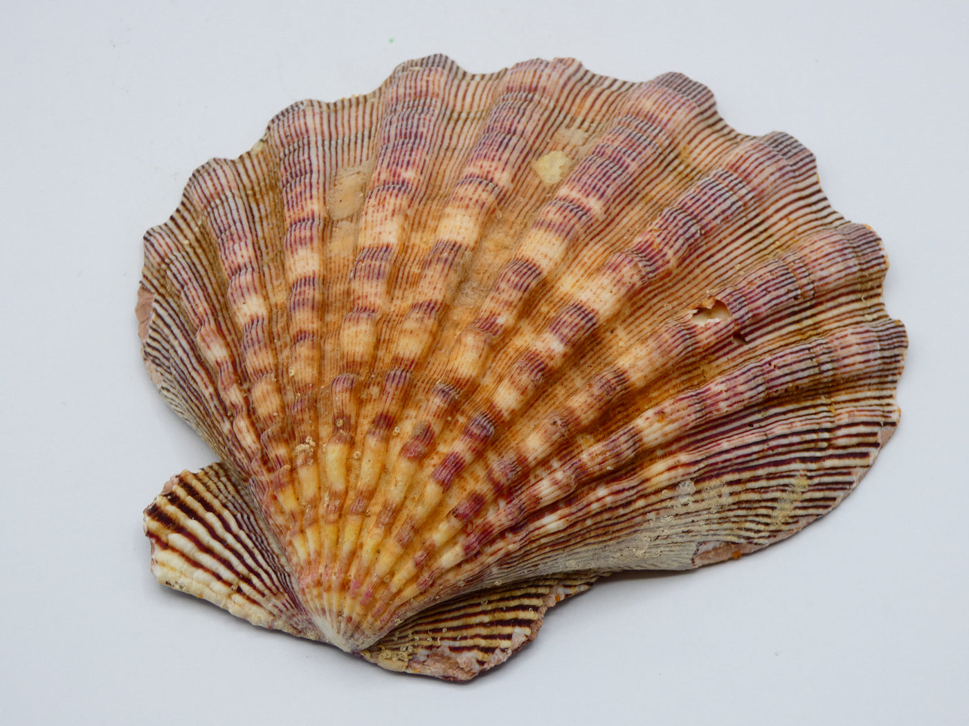 Sea Shell